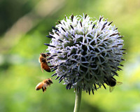 bees